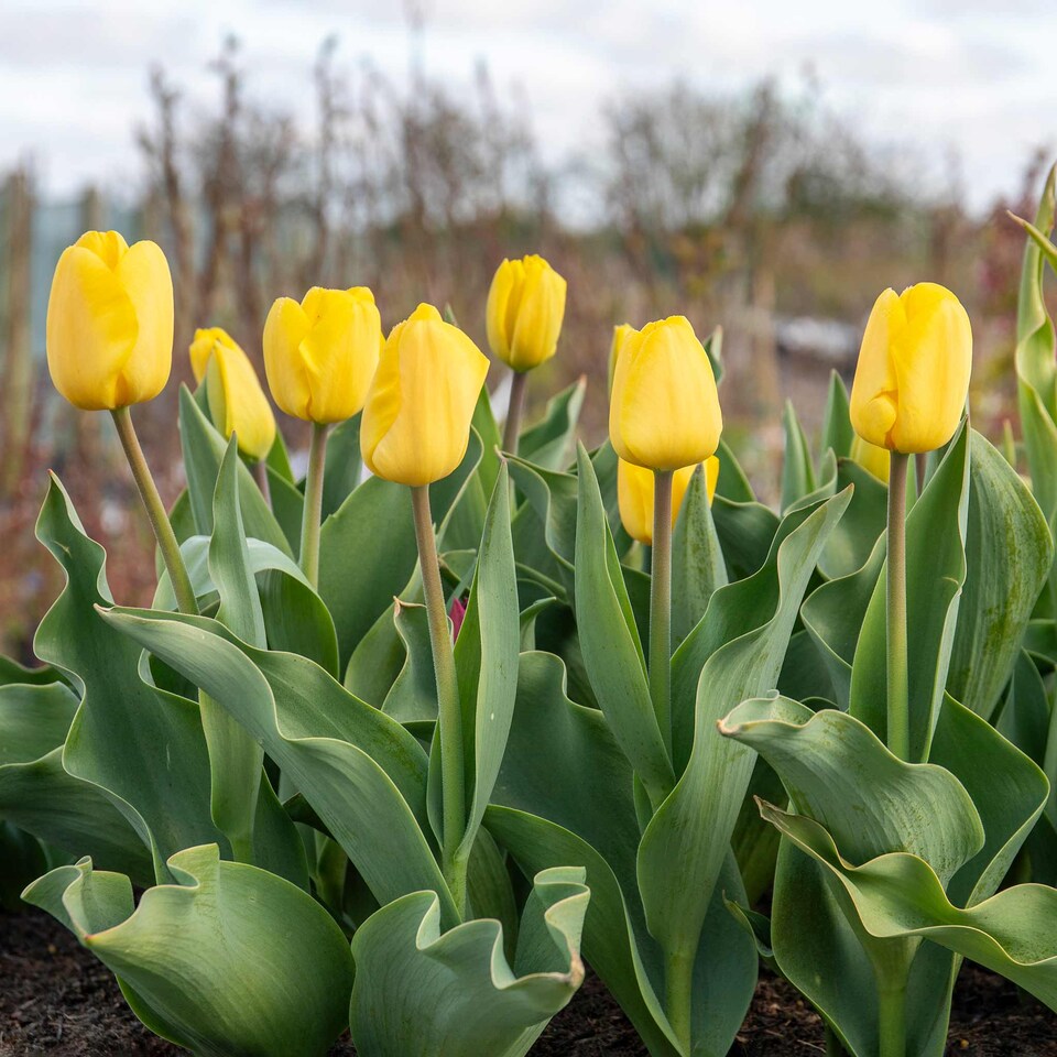 image 1 of Marshalls Garden Tulip Bulbs 'World Friendship' – Primrose Yellow, Pack of 10