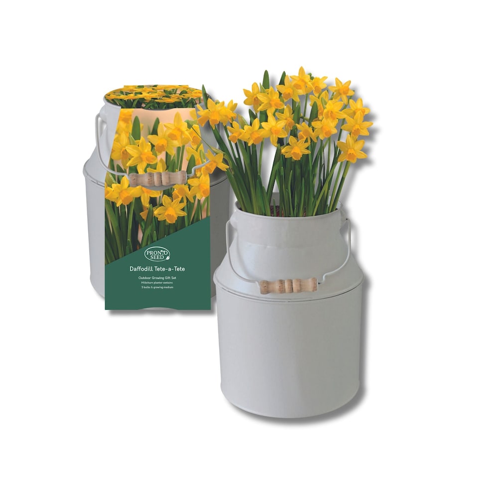 Pronto Seed Daffodil Flower Growing Kit with Milkchurn Planter & Daffodil Bulbs - Gardening Gifts for Women & Men