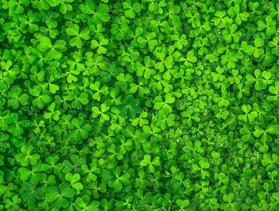 image 1 of Find the Four Leaf Clover Impuzzible No.44 - 1000 Piece Jigsaw Puzzle