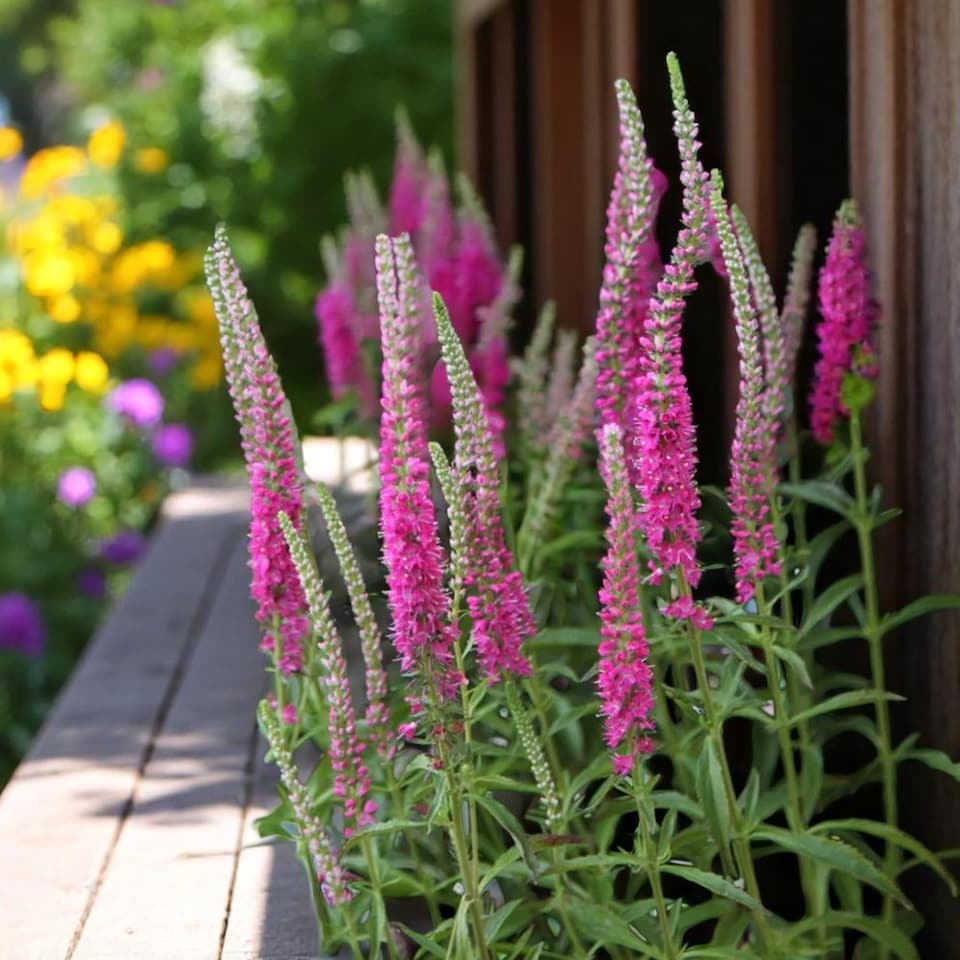 image 1 of Carbeth Plants Veronica Spicata Red Fox 1 x 9cm Pot - Hardy Perennial Spiked Speedwell Plants