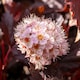 image 3 of Marshalls Garden Physocarpus 'Lady in Red' shrub 9cm