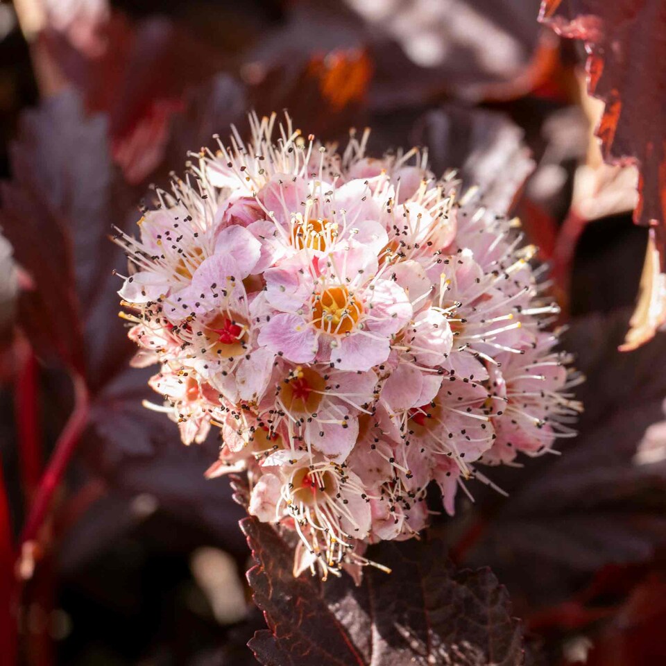 image 1 of Marshalls Garden Physocarpus 'Lady in Red' shrub 9cm