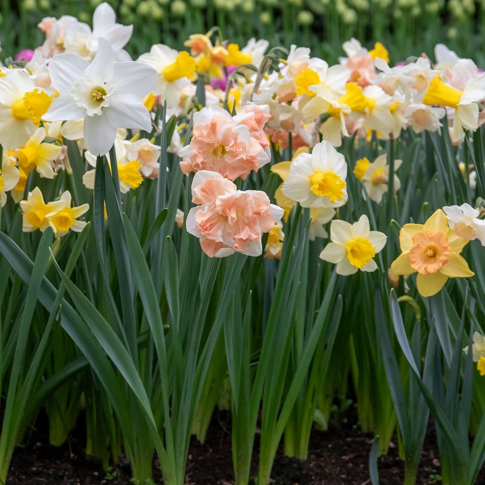 image 1 of Marshalls Garden Daffodil Bulbs Apricot Whirl - 10 Bulbs