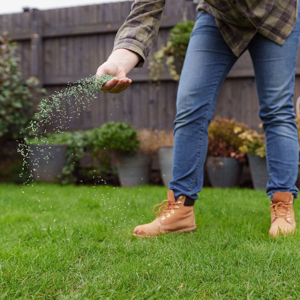 image 1 of Westland PureGreen Lawn Seed