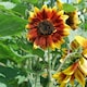 image 4 of Sunflower Harlequin Mix F1 - Mr. Men Little Miss - 1 Packet (15 Seeds)