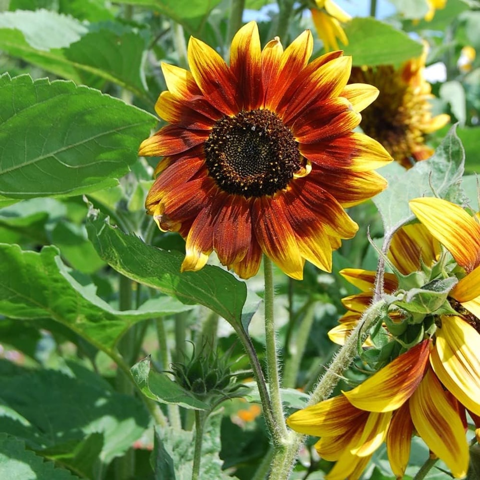 image 1 of Sunflower Harlequin Mix F1 - Mr. Men Little Miss - 1 Packet (15 Seeds)