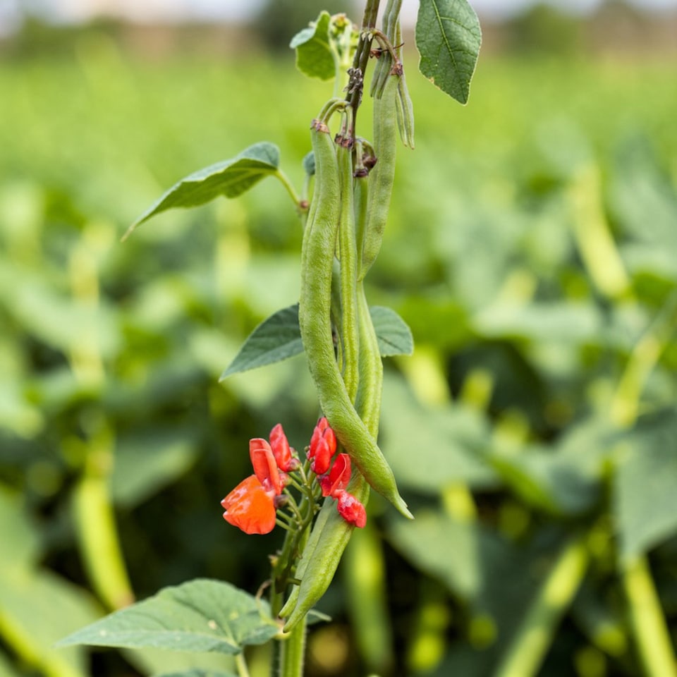 image 1 of Carbeth Plants 3 x Runner Bean Scarlet Emperor Vegetable Plant - 6 pack - Easy Grow Kitchen Garden