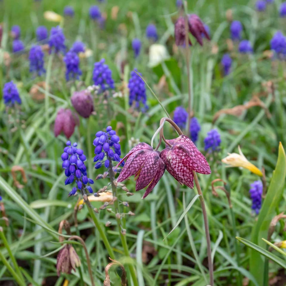 image 1 of Marshalls Garden Snake's Head Fritillary Bulbs (20 Pack)