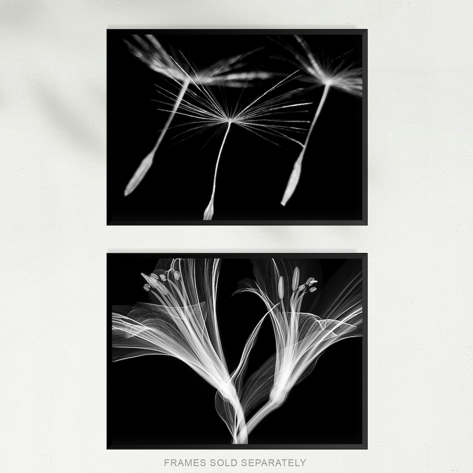 image 1 of Set of 2 Dandelion Lily X-Ray Bedroom Bathroom Black White Photo Wall Art Print A4