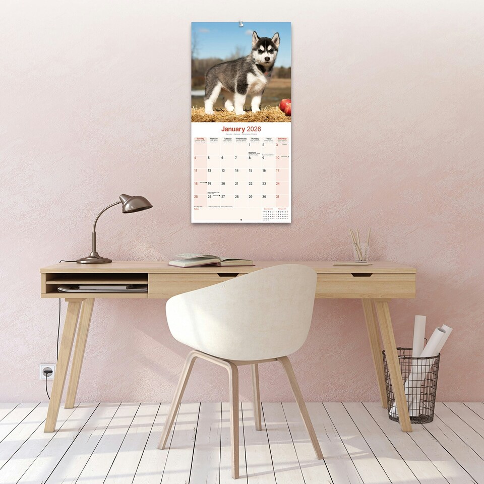 image 1 of Siberian Husky 2026 Calendar | Square Wall Calendar | Dog Breed Gift | Plastic Free Packaging | by Avonside Publishing