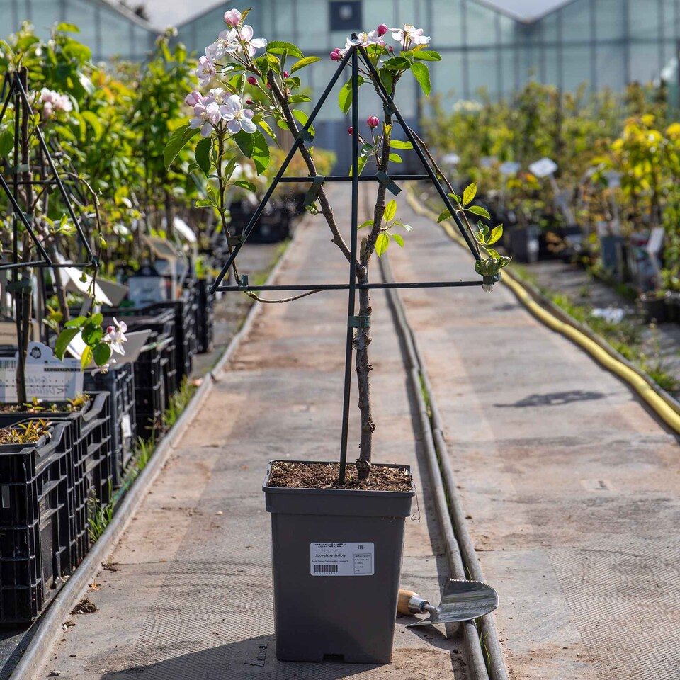 image 1 of Marshalls Garden Patio Apple 'Golden Delicious' - Compact Dessert & Cooking Apple | Yellow | Yellow, Orange