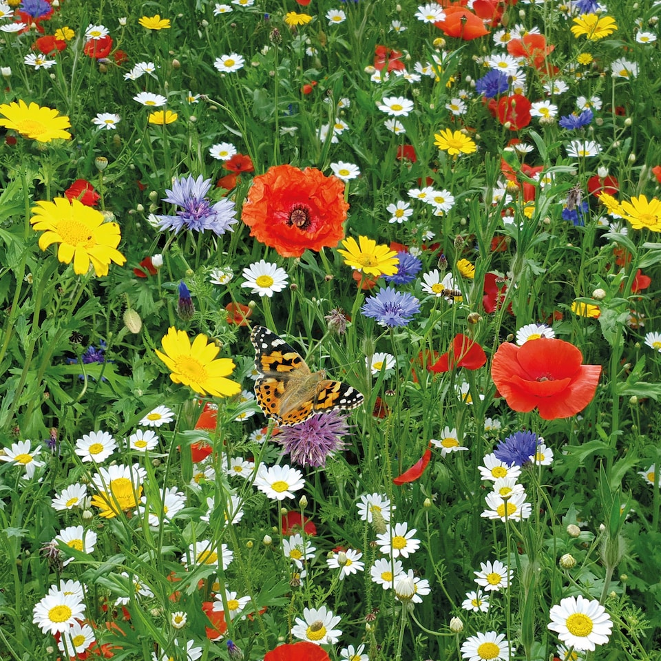 image 1 of Pronto Seed Pure Wildflower Seed Mix 100g, Covers 100m²