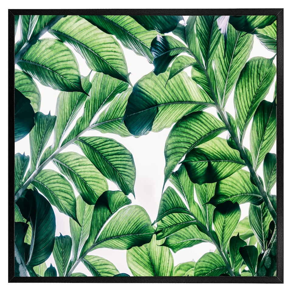 image 1 of Tropical palm (Picutre Frame) Brown | Oak | XS