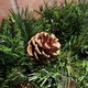 image 9 of 90cm Deluxe Snow Time Princess Green Garland Swag 108 Tips With 5 Pine Cones