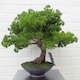 image 5 of 50cm Luxury Artificial  Pine Bonsai Tree | Green | One Size