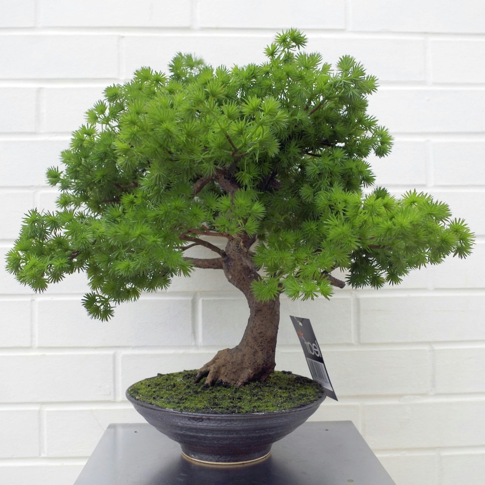 image 1 of 50cm Luxury Artificial  Pine Bonsai Tree | Green | One Size