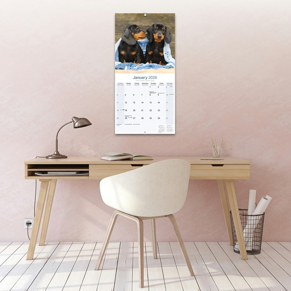 image 1 of Dachshund 2026 Calendar | Square Wall Calendar | Dog Breed Gift | Plastic Free Packaging | by Avonside Publishing