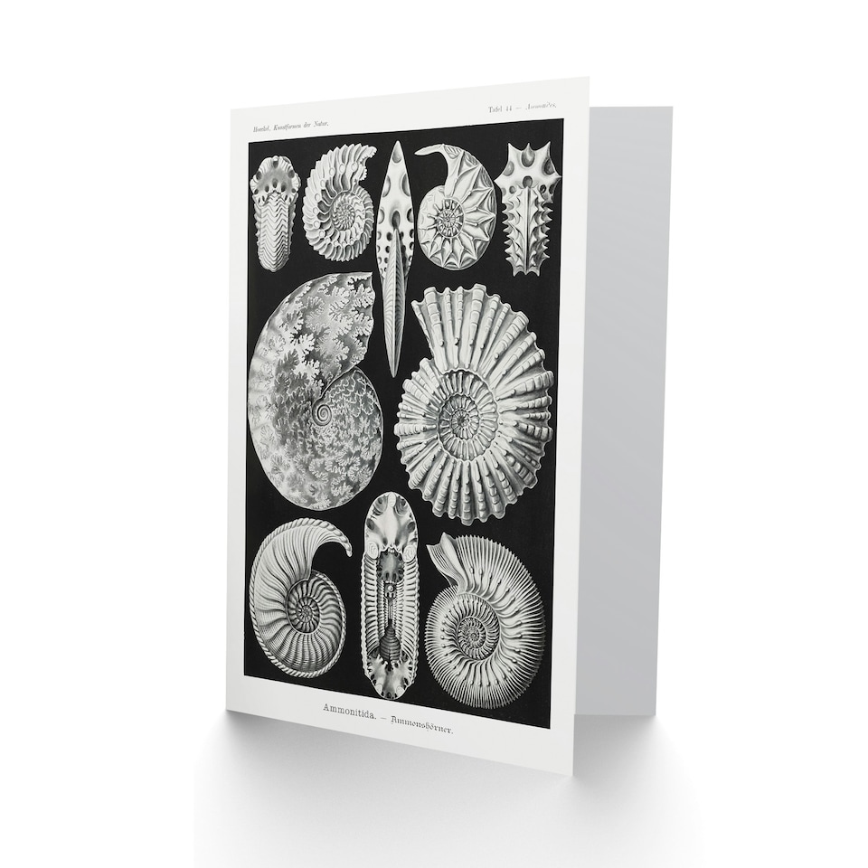 image 1 of Ernst Haeckel Art Card Ammonite Fossil Cephalopods