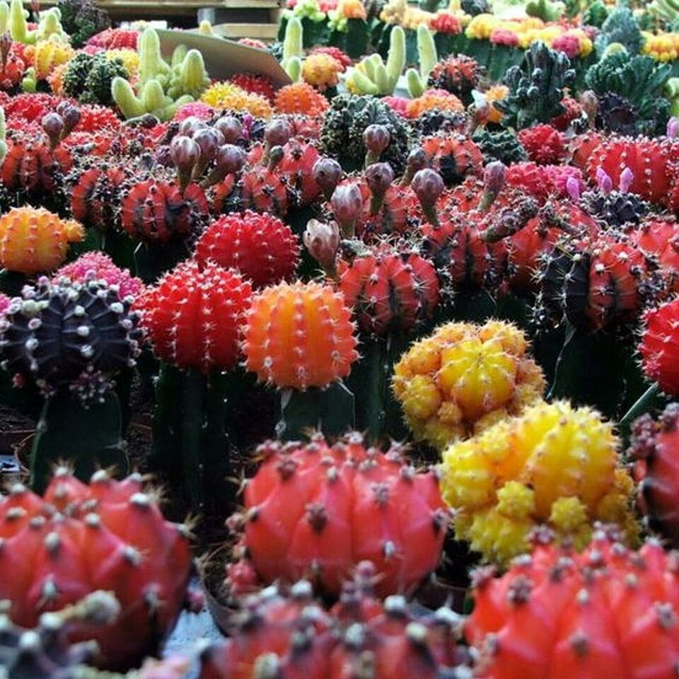 image 1 of Gymnocalycium mihanovichii in 10.5cm Pot - Colourful Moon Cactus - Indoor Plants