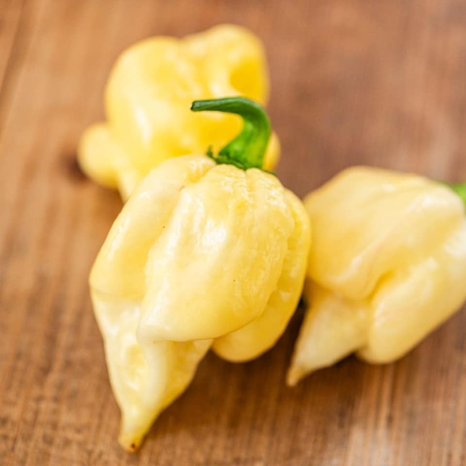 image 1 of White Chocolate Habanero Chilli Pepper Seeds (10) Fruity Smoky 100 000 SHU Half-Hardy Annual Thompson & Morgan