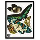 image 1 of Eugene Seguy Framed Wall Art Print Vintage Butterflies Green Blue Home Décor