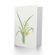 image 2 of Vintage Japanese Botanical Art Card Yellow Lilies