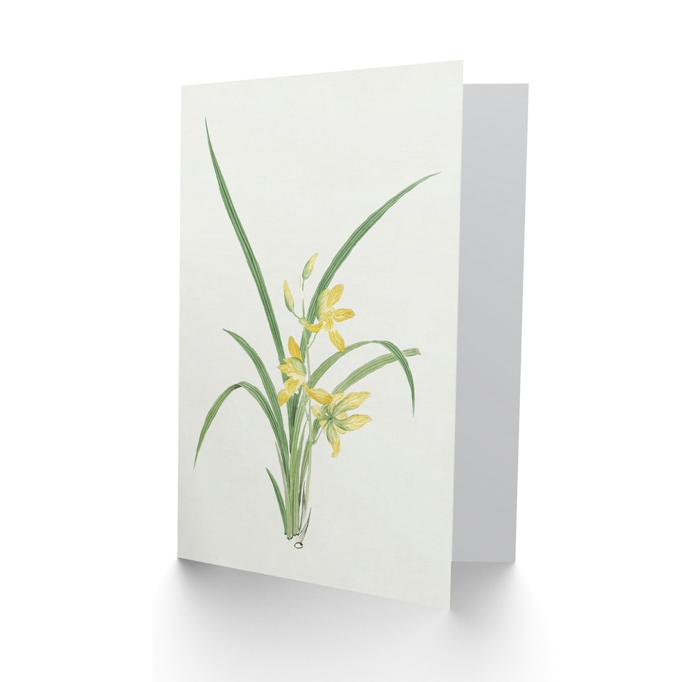 image 1 of Vintage Japanese Botanical Art Card Yellow Lilies