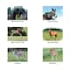 image 2 of Kevin Milner Working Hunter Countryside Greetings Card - White/Grey/Green - One Size