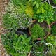 image 4 of Marshalls Garden Garlic Chive Allium tuberosum (3 x 9cm)