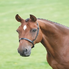 Shires Blenheim Cavesson Noseband Black | Cob
