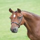 image 1 of Shires Blenheim Cavesson Noseband Black | Cob