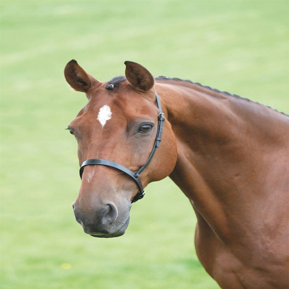 image 1 of Shires Blenheim Cavesson Noseband Black | Cob
