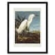 image 1 of Painting Bird Audubon Snowy Heron Egret 12x16" Framed Wall Art Print