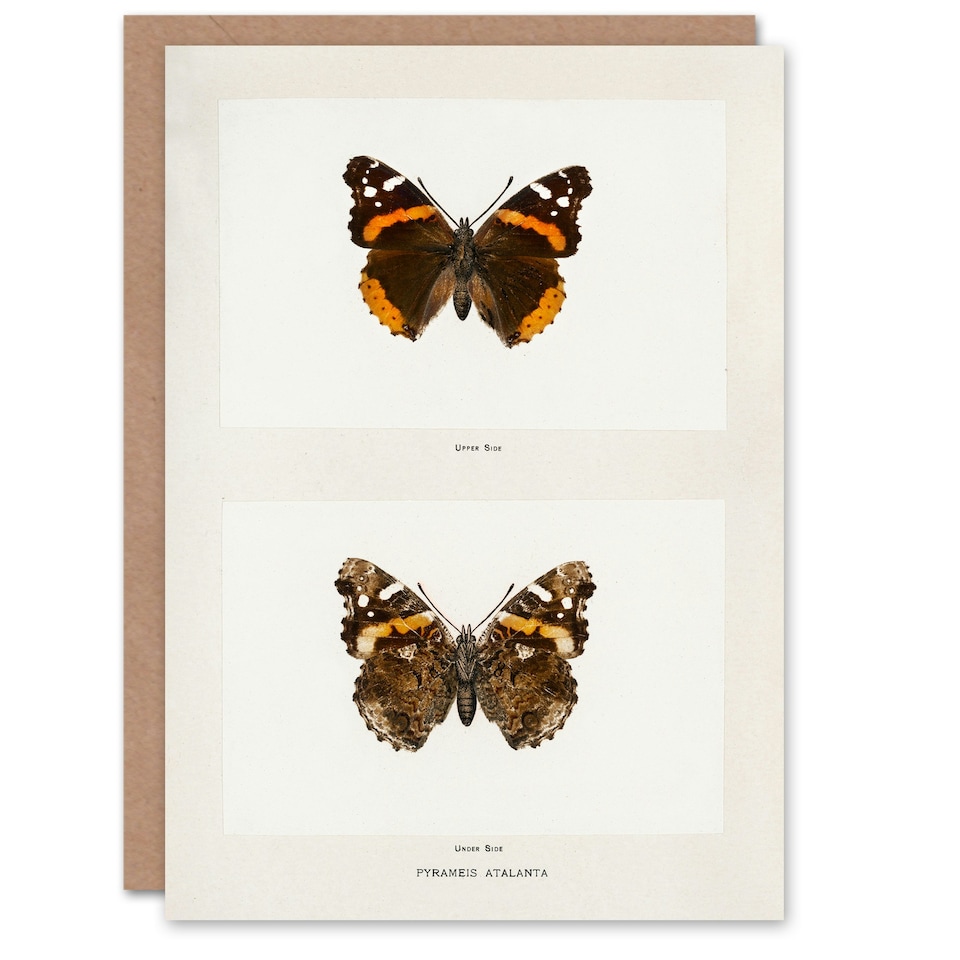 image 1 of Sherman Denton Art Card Red Admiral Butterfly Vintage Illustration