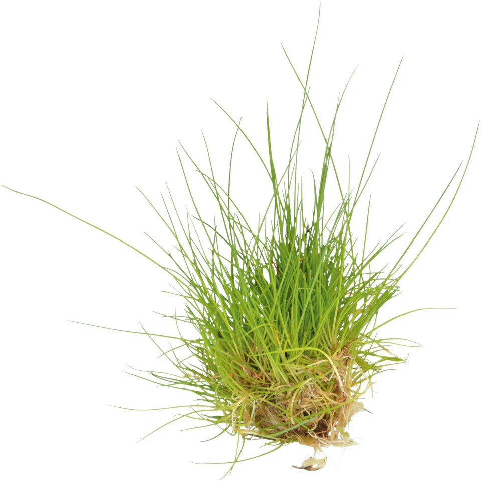 image 1 of Aquafleur Easy Grow 41 Eleocharis Parvula
