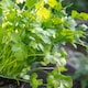 image 6 of Marshalls Garden Coriander Seeds 'Calypso' | Green | Green | Seeds