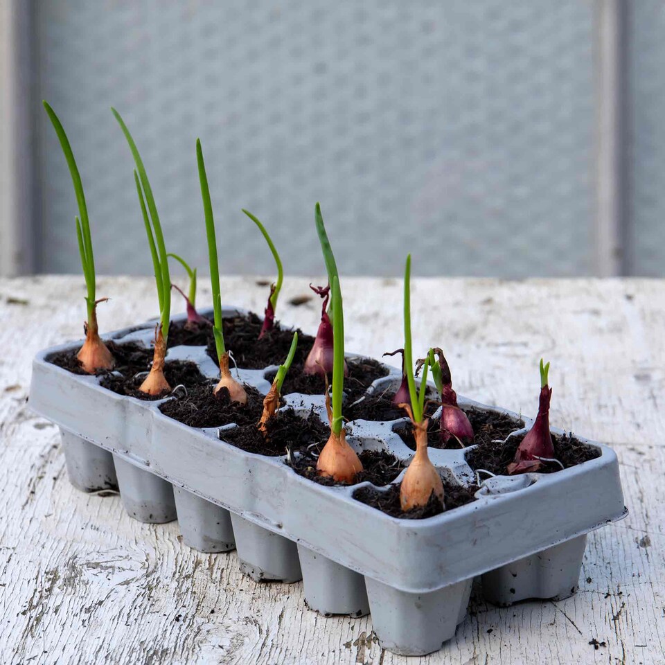 image 1 of Pre-Rooted Onions Autumn Red and White Mix - 12 Sets