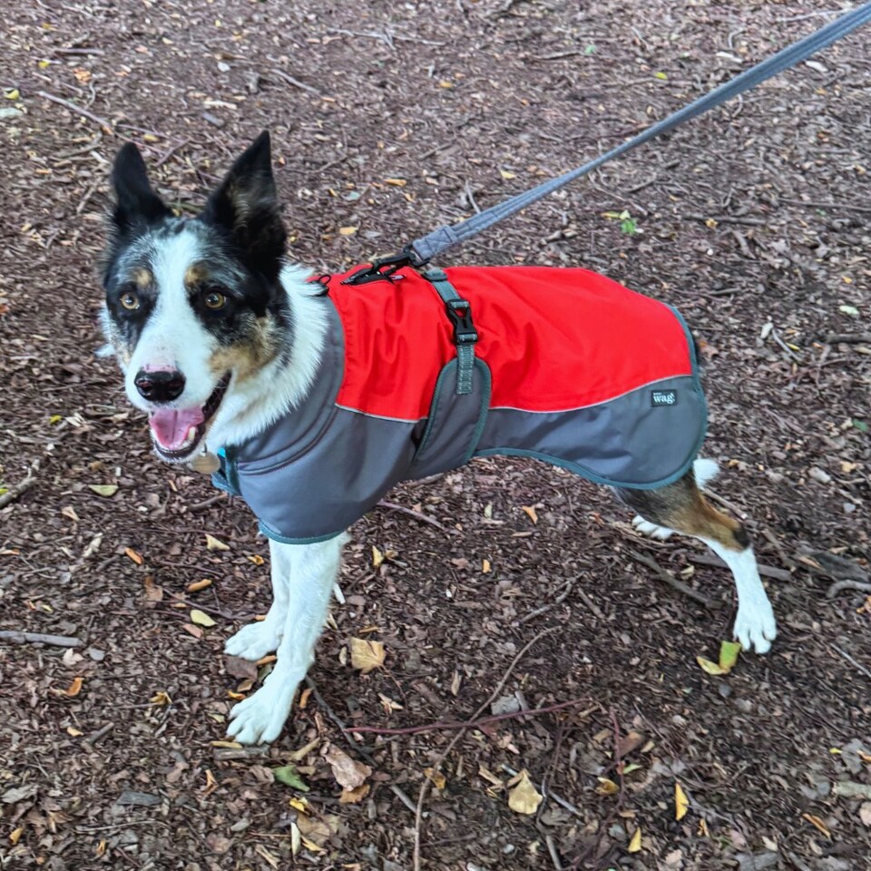 image 1 of Henry Wag Red Waterproof Dog Coat, Maximum Comfort When It's Cold And Wet, Size Medium 45cm | Red | Red and Grey | M | 1