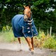 image 7 of Gallop Equestrian Trojan 100 Combo Turnout Red | Size: 7ft 0
Colour: Navy/Red
