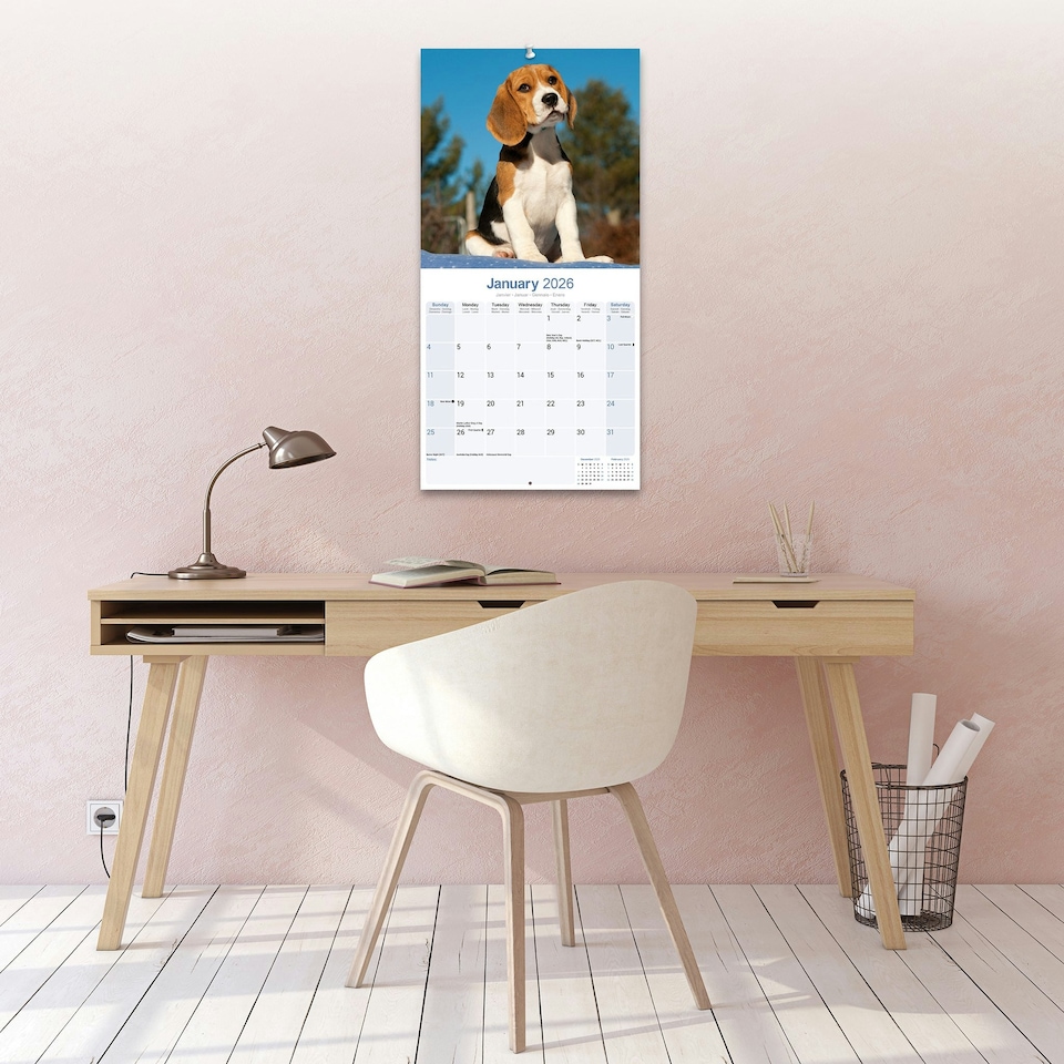 image 1 of Beagle 2026 Calendar | Square Wall Calendar | Dog Breed Gift | Plastic Free Packaging | by Avonside Publishing