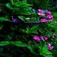 image 4 of 2 Pack of Tom Chambers Cottage Heavy Duty Black Metal Steel Herbaceous Garden Plant Support Arc Small 60cm x 36cm