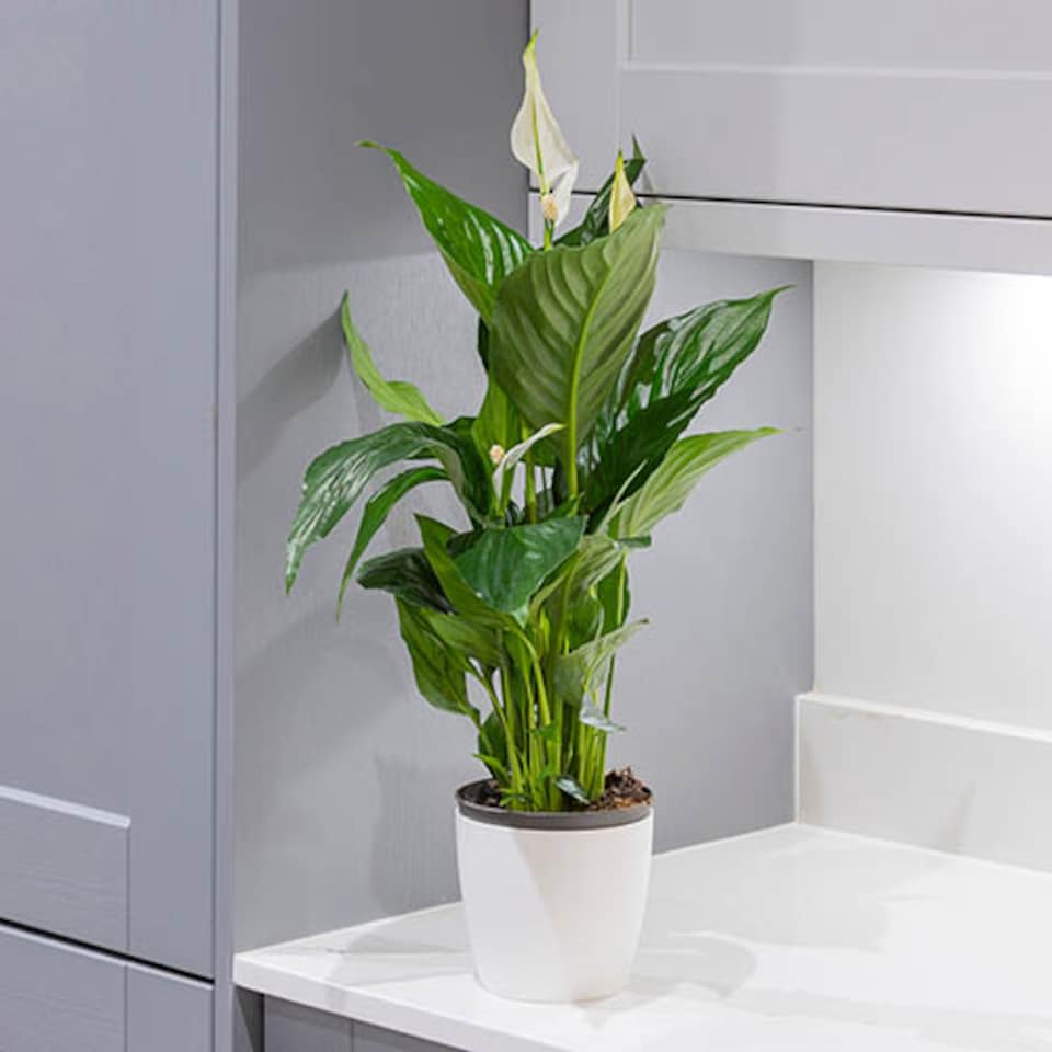 image 1 of Spathiphyllum Peace Lily Indoor Plants 'Sweet Silver' in a 14 cm Pot - House Plants for Purifying Air - Air Purifying Plants Indoor Plant