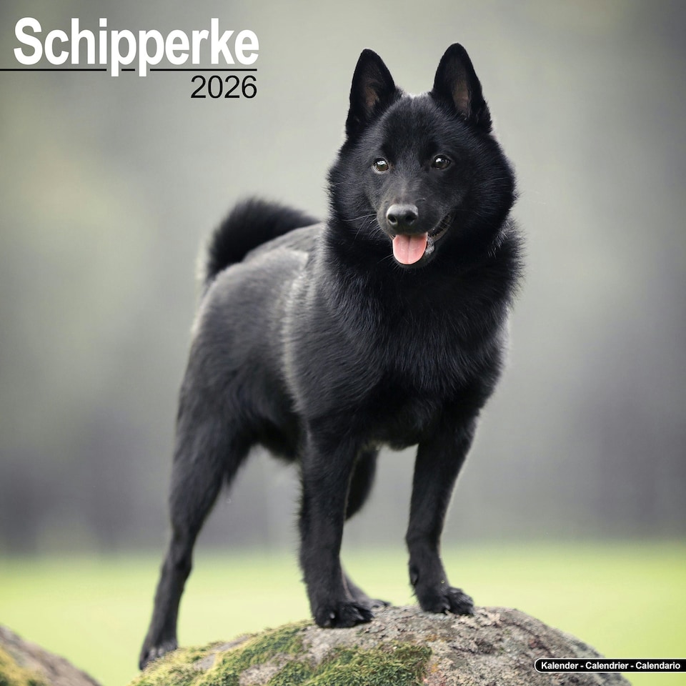 image 1 of Schipperke 2026 Calendar | Square Wall Calendar | Dog Breed Gift | Plastic Free Packaging | by Avonside Publishing