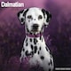 image 1 of Dalmatian 2026 Calendar | Square Wall Calendar | Dog Breed Gift | Plastic Free Packaging | by Avonside Publishing