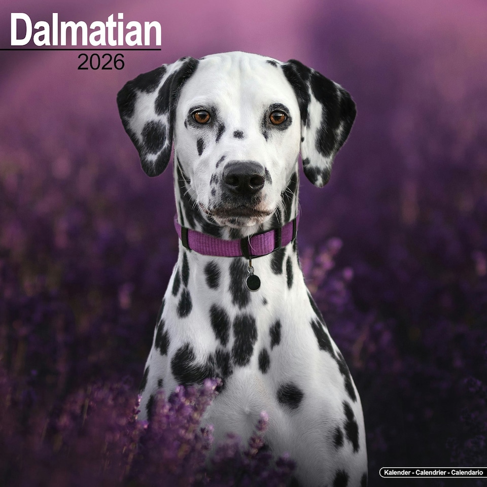 image 1 of Dalmatian 2026 Calendar | Square Wall Calendar | Dog Breed Gift | Plastic Free Packaging | by Avonside Publishing