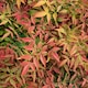 image 8 of Marshalls Garden Nandina domestica 'Obsessed' Compact Red-Leaf Shrub | Red | Red, Green | 9cm Plants