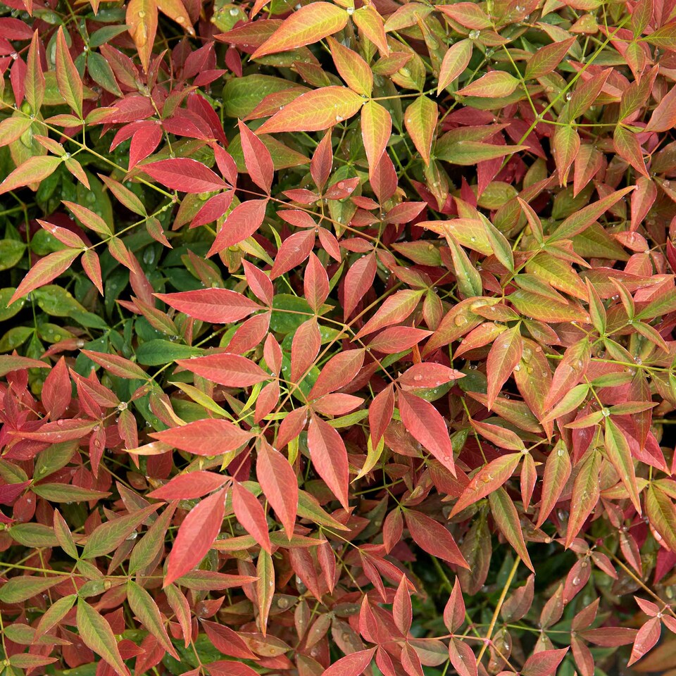 image 1 of Marshalls Garden Nandina domestica 'Obsessed' Compact Red-Leaf Shrub | Red | Red, Green | 9cm Plants