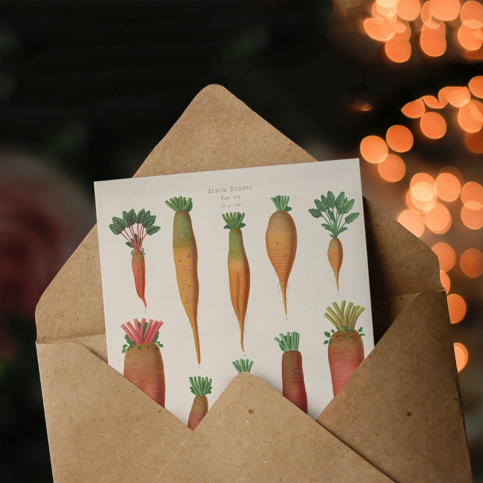 image 1 of Ernst Benary Art Card Mangold Wurzels Field Beet Varieties