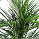 image 2 of Areca Palm Artificial Tree 130cm  - Realistic plant by Botanik | Green | 4ft