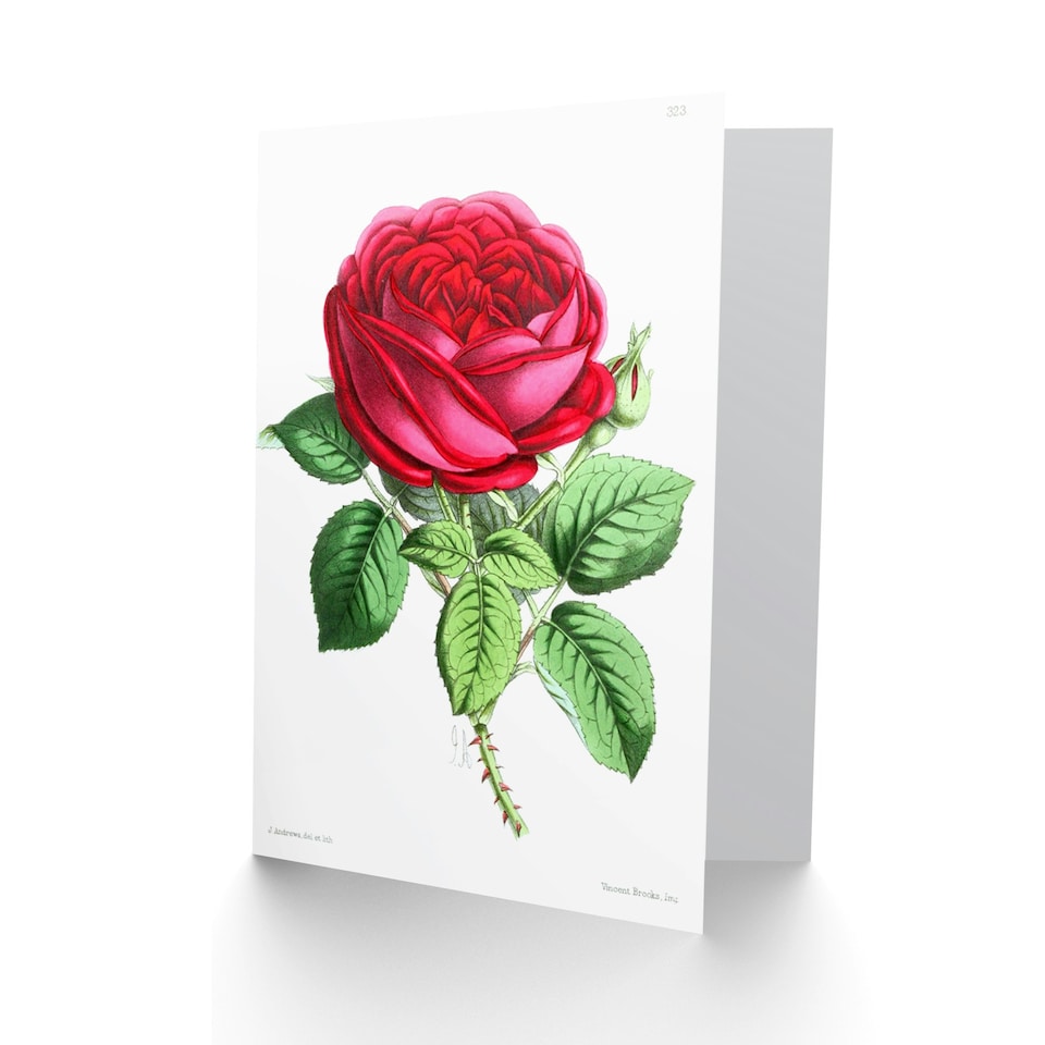 image 1 of Flower Rose Red Botanical Vintage Classic Art Card